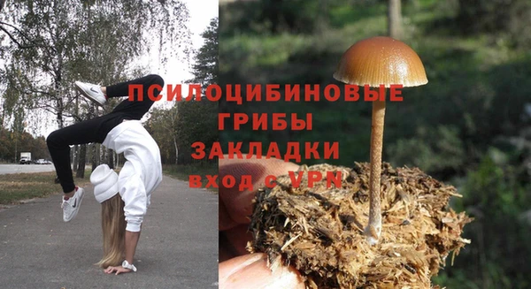 сатива Каменка